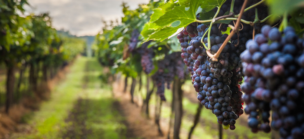 red wine grapes