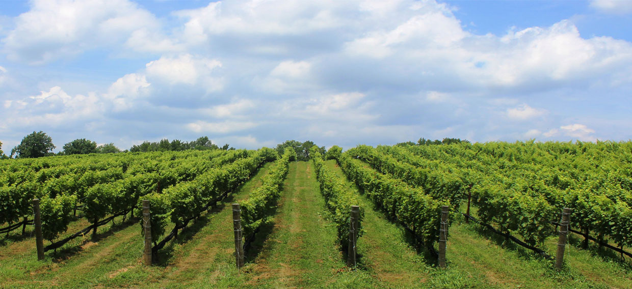 Australian vineyard